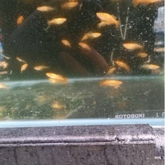 東天紅メダカ　1匹の画像