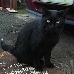 行方不明の黒猫、見つけてください！