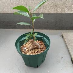 ガジュマル 5号スリット鉢【取り引き中】