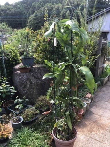 月下美人の蕾がつきはじめました。