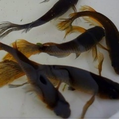 サタン★メダカ★めだか★ビオトープ★ヒレ長★幼魚★産卵サイズ★越...