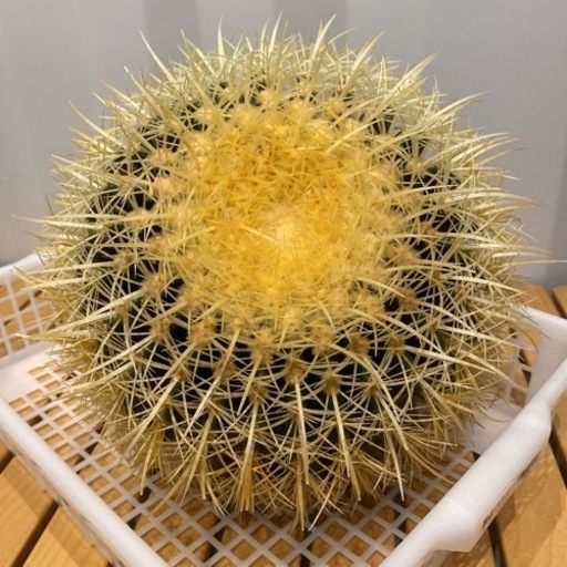 サボテンの王様 金鯱 12号 (鉢なし)