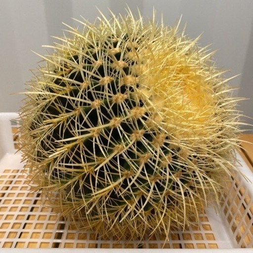 サボテンの王様 金鯱 12号 (鉢なし)
