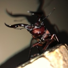 6月引き取り限定福袋！クワガタ カブトムシ 幼虫(あたりに成虫も！)超特福袋 ！の画像