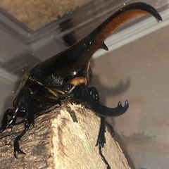 6月引き取り限定福袋！クワガタ カブトムシ 幼虫(あたりに成虫も...