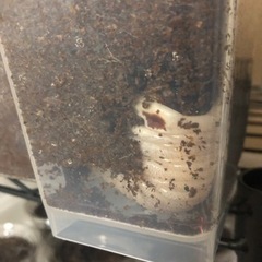 6月引き取り限定福袋！クワガタ カブトムシ 幼虫(あたりに成虫も！)超特福袋 ！の画像