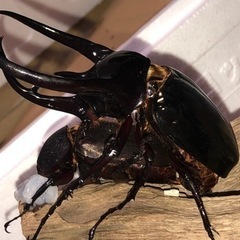 6月引き取り限定福袋！クワガタ カブトムシ 幼虫(あたりに成虫も！)超特福袋 ！の画像