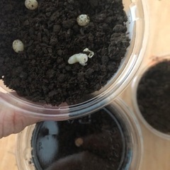 6月引き取り限定福袋！クワガタ カブトムシ 幼虫(あたりに成虫も！)超特福袋 ！の画像