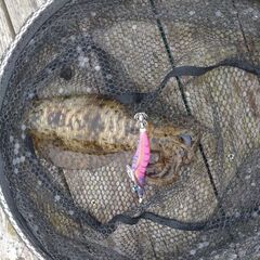 アオリイカ　ヤエン　エギング　イカメタル