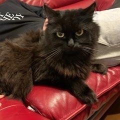雑種✖️マンチカン　黒猫　長毛 - 猫