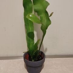 【商談中】月下美人 苗