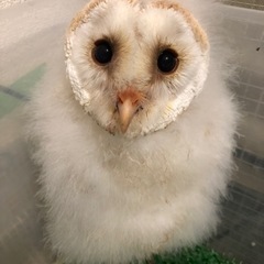 メンフクロウ　雛　予約開始