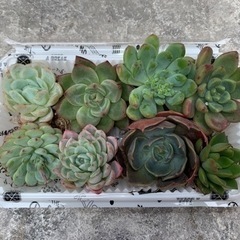 エケベリア　多肉植物　8つセット