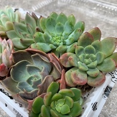 エケベリア　多肉植物　8つセットの画像