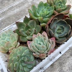 エケベリア　多肉植物　8つセットの画像