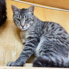 ★里親様✨募集致します★ふく - 猫