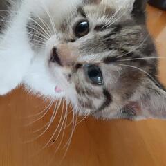 子猫ちゃん三姉妹🐱オレンジの子は決まりました！