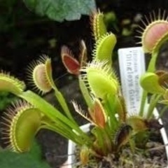 食虫植物が好きな方語り合ったり食虫植物買いに行きませんか？