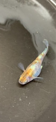 メダカ　ラディウス　稚魚
