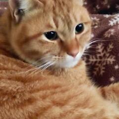 オス猫　去勢済　ワクチン接種済　
