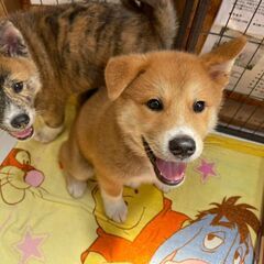 モフモフコロコロ💛秋田犬(MIX)の子犬「けん」ちゃん🥰