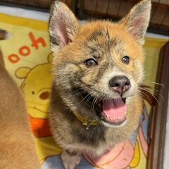 トラ柄模様が珍しい秋田犬(MIX)の子犬「ちゃこ」ちゃん💛の画像