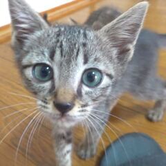 すごく可愛いキジトラ子猫の男の子の里親さん大募集です！