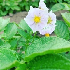 じゃがいも掘りしませんか？？