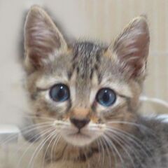 すごく可愛いキジトラ子猫の女の子の里親さん大募集！