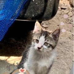 可愛いシロギシ君待ってます🐈