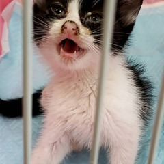 生後１ヶ月半オス黒白子猫