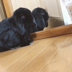 どなたか里親になっていただけませんか…？