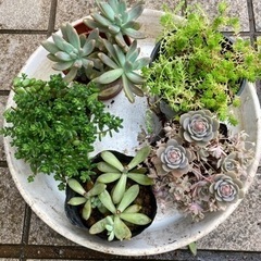 多肉植物いろいろ(終了しました)