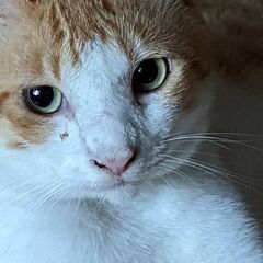 人懐っこすぎ！愛され猫オス😺初めて猫飼育考えてる方にオススメ！