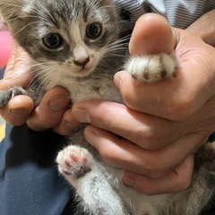 【里親さんが決まりました】2匹のオス子猫