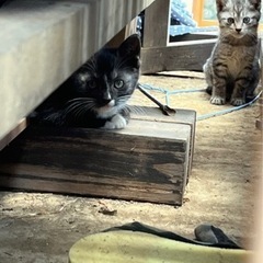 猫引き取ってくれる方いませんか？