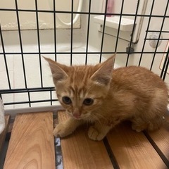 拾った猫