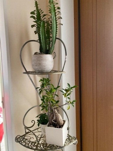 観葉植物2