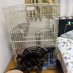 猫ゲージ