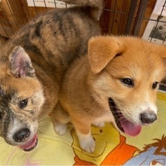トラ柄模様が珍しい秋田犬(MIX)の子犬「ちゃこ」ちゃん💛 − 福岡県