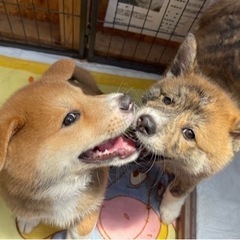 トラ柄模様が珍しい秋田犬(MIX)の子犬「ちゃこ」ちゃん💛 - 宮若市