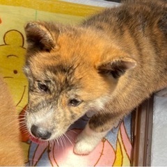 トラ柄模様が珍しい秋田犬(MIX)の子犬「ちゃこ」ちゃん💛 - 犬