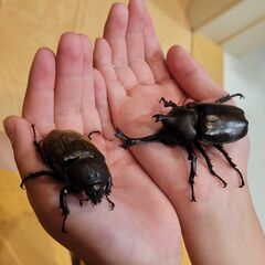 カブトムシ／かぶとむし　譲ります！