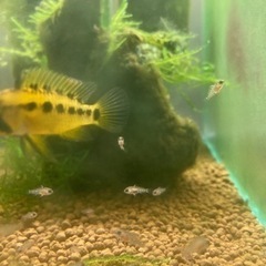 Ap.sp.D24（コクーン便、厳選個体）WILDのF1稚魚10匹_3の画像