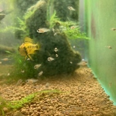 Ap.sp.D24（コクーン便、厳選個体）WILDのF1稚魚10匹_3の画像