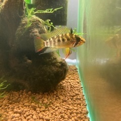 Ap.sp.D24（コクーン便、厳選個体）WILDのF1稚魚10匹_3の画像