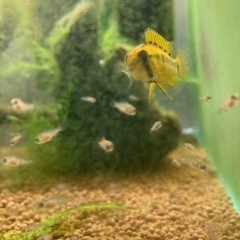 Ap.sp.D24（コクーン便、厳選個体）WILDのF1稚魚10匹_3の画像