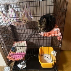 猫ゲージ2
