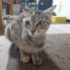 ネコちゃん大好きで飼って頂ける方待ってます😸