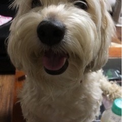 迷子犬